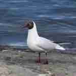 Black Headed Gull