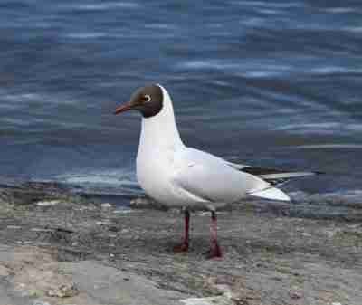 Black Headed Gull
