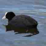 Common Coot