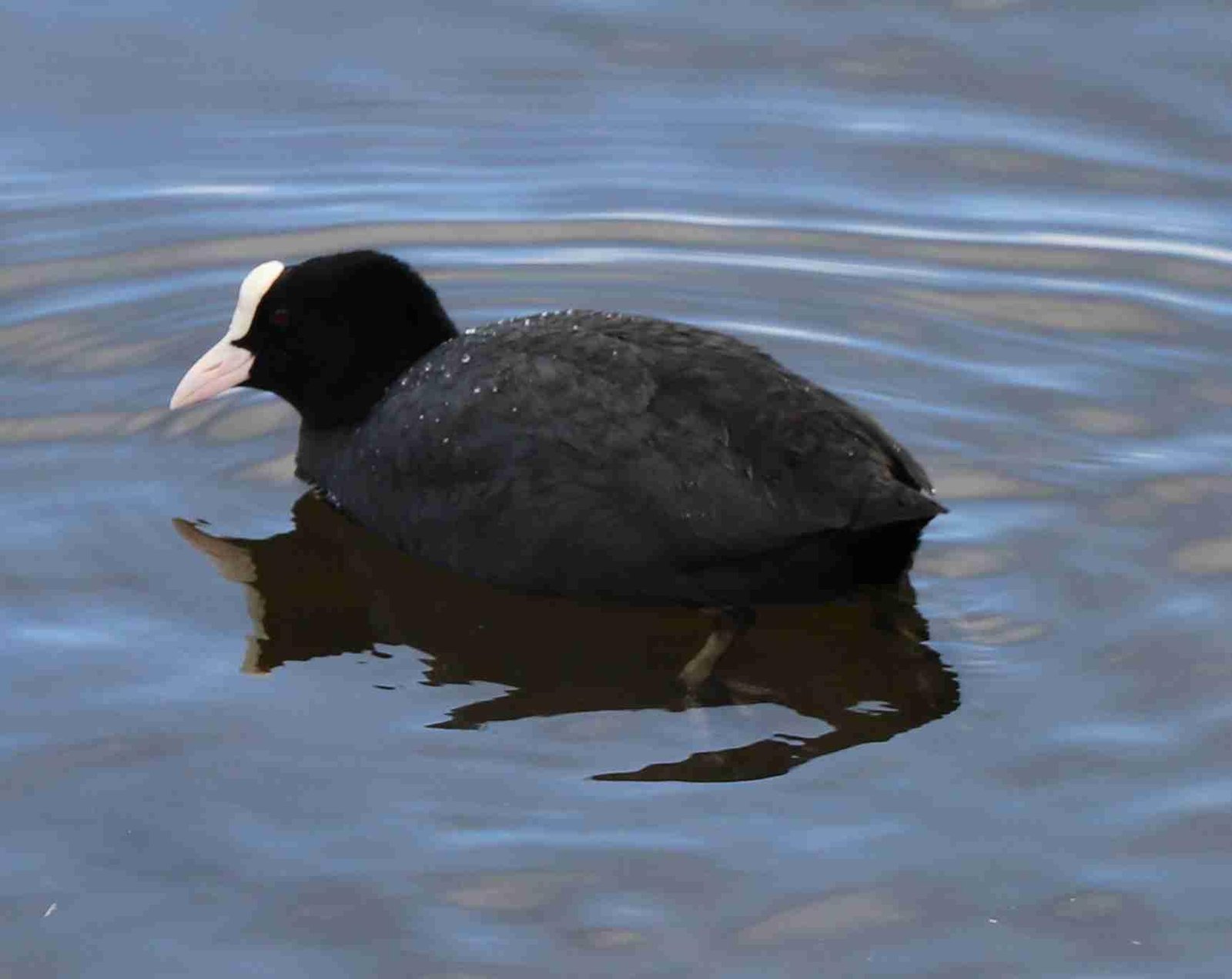 Common Coot