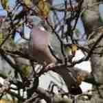 Common Wood Pigeon