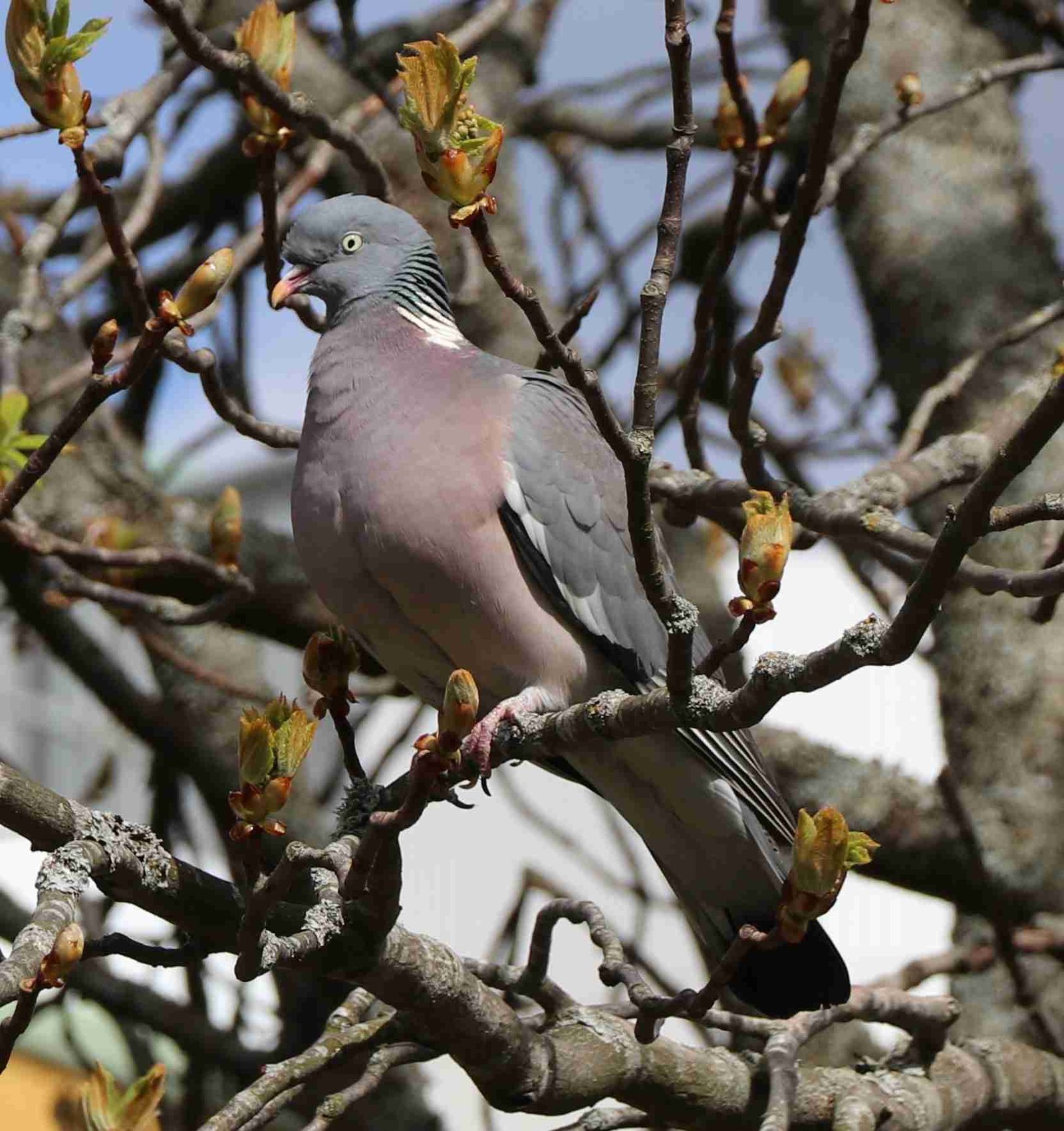 Common Wood Pigeon