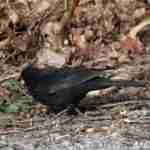Eurasian Blackbird