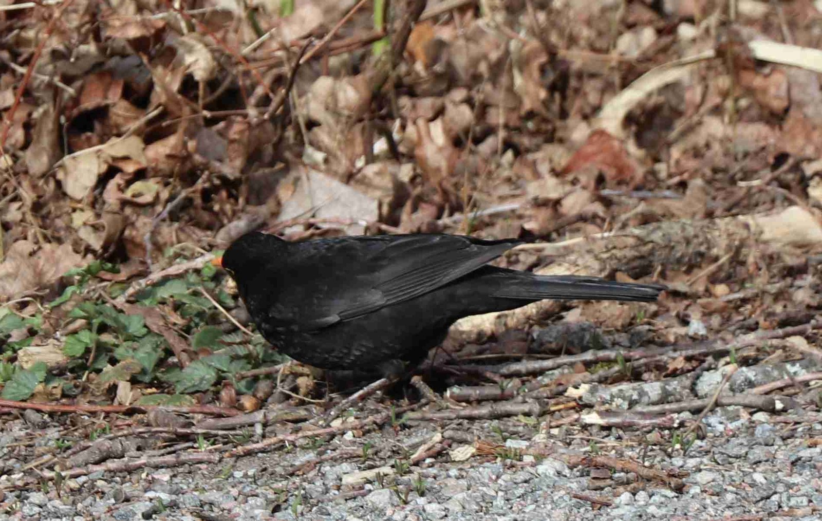 Eurasian Blackbird