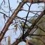 Eurasian Blue Tit