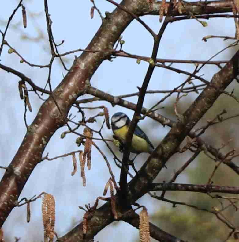 Eurasian Blue Tit