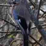 Eurasian Jay