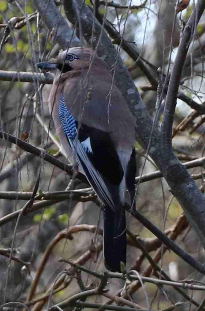 Eurasian Jay