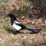 Eurasian Magpie