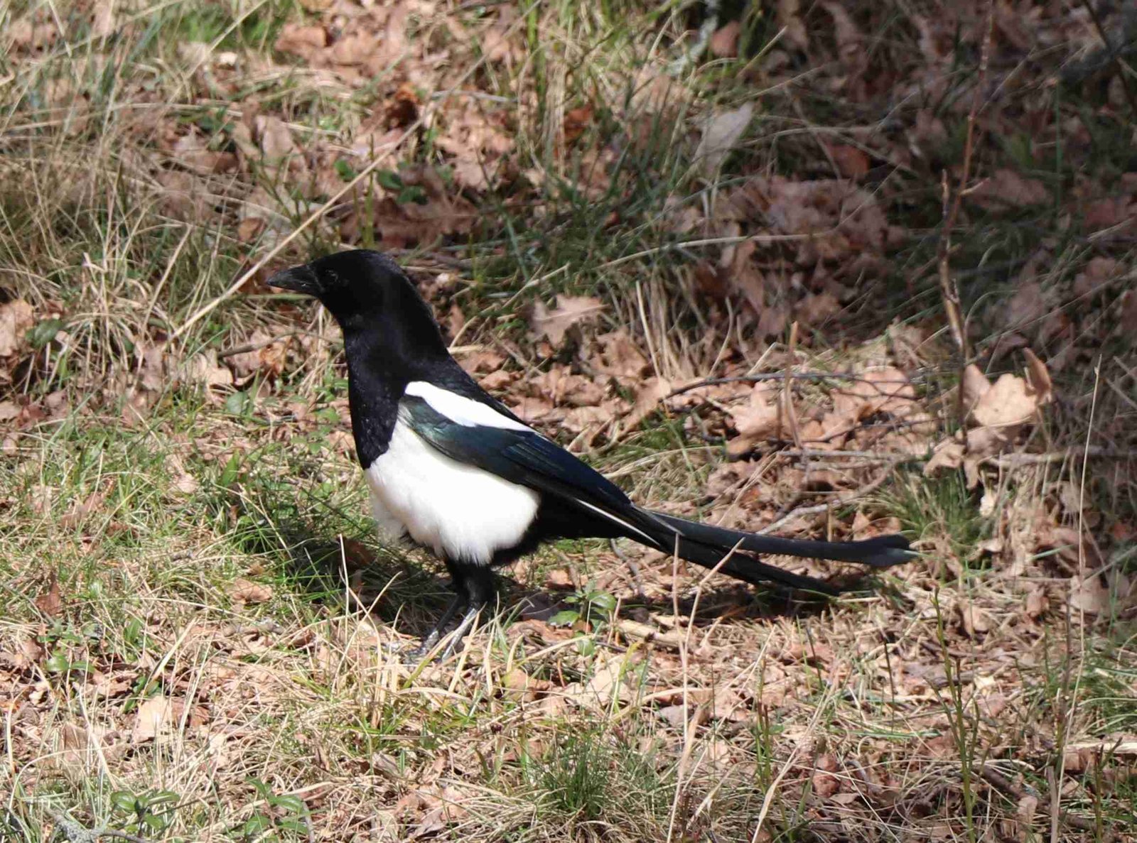 Eurasian Magpie