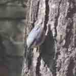 Eurasian Nuthatch