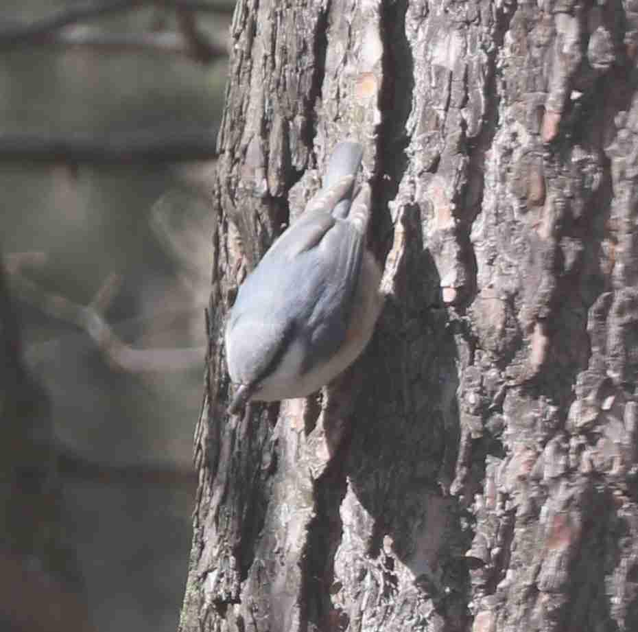 Eurasian Nuthatch