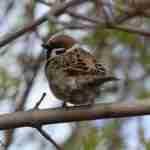Eurasian Tree Sparrow