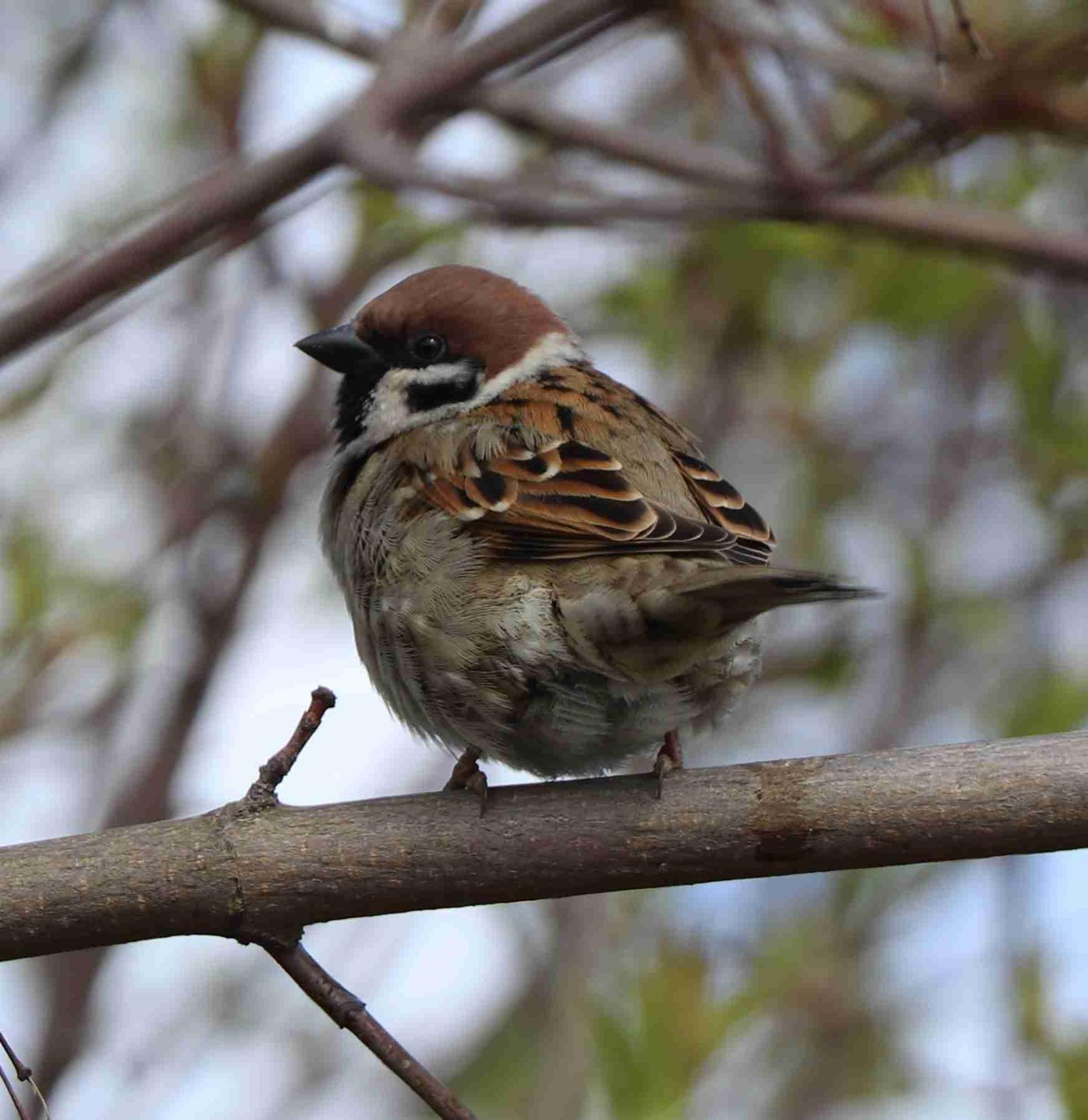 Eurasian Tree Sparrow
