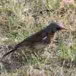 Fieldfare