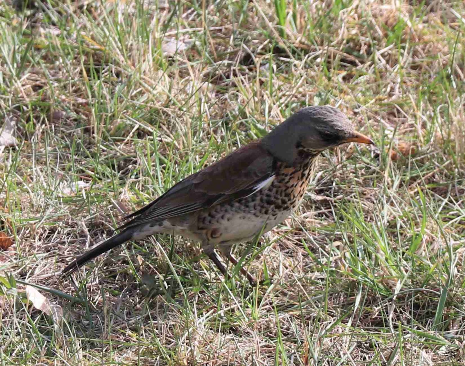 Fieldfare