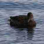 Gadwall Female
