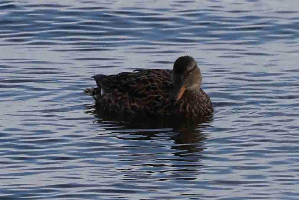 Gadwall Female