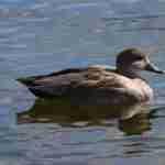 Gadwall Male