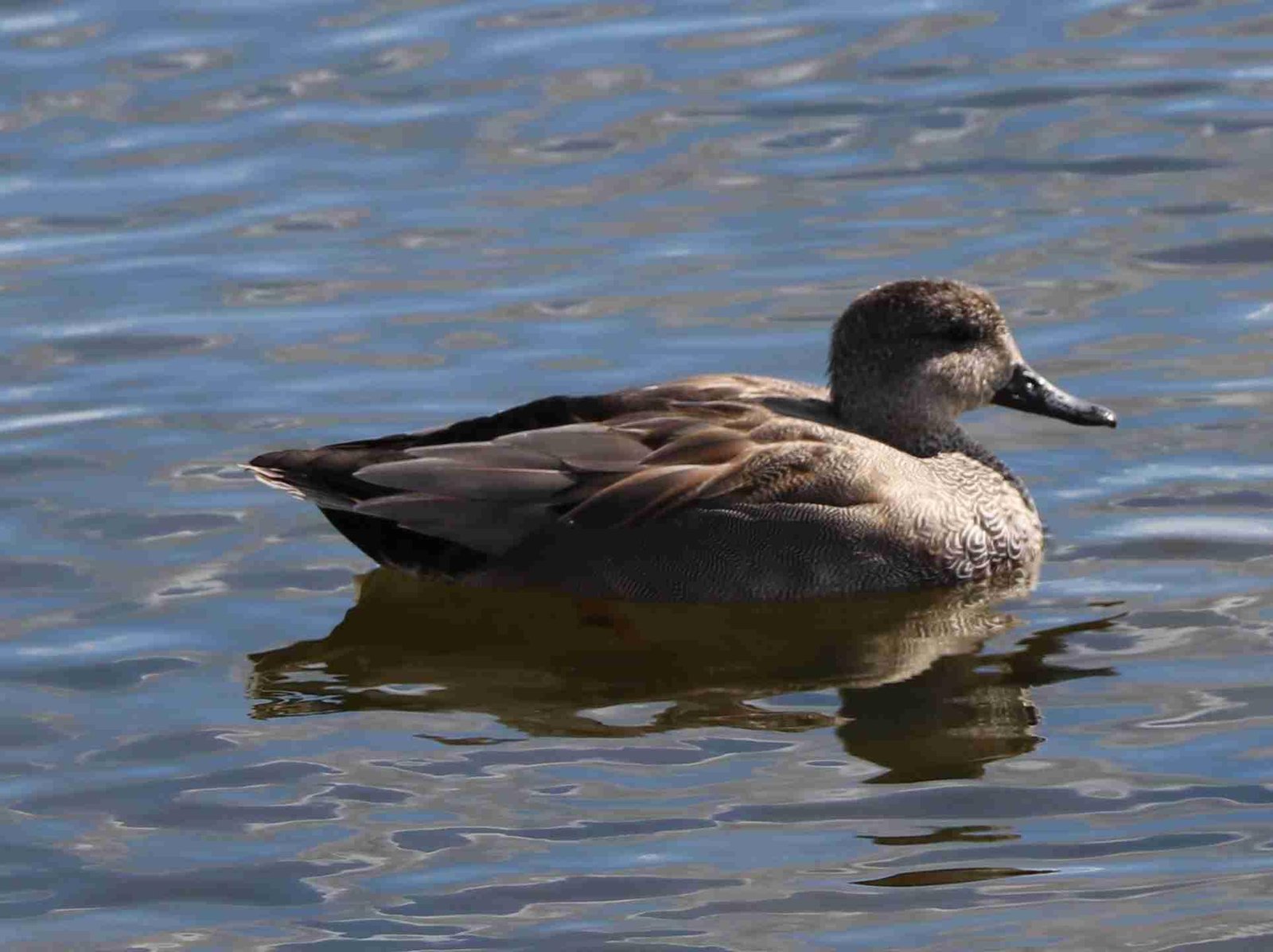 Gadwall Male
