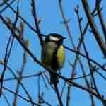 Great Tit