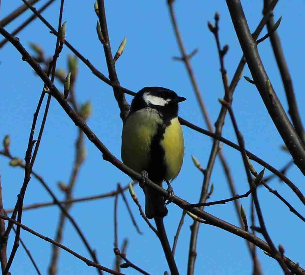 Great Tit