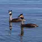 Great Crested Grebe Pair