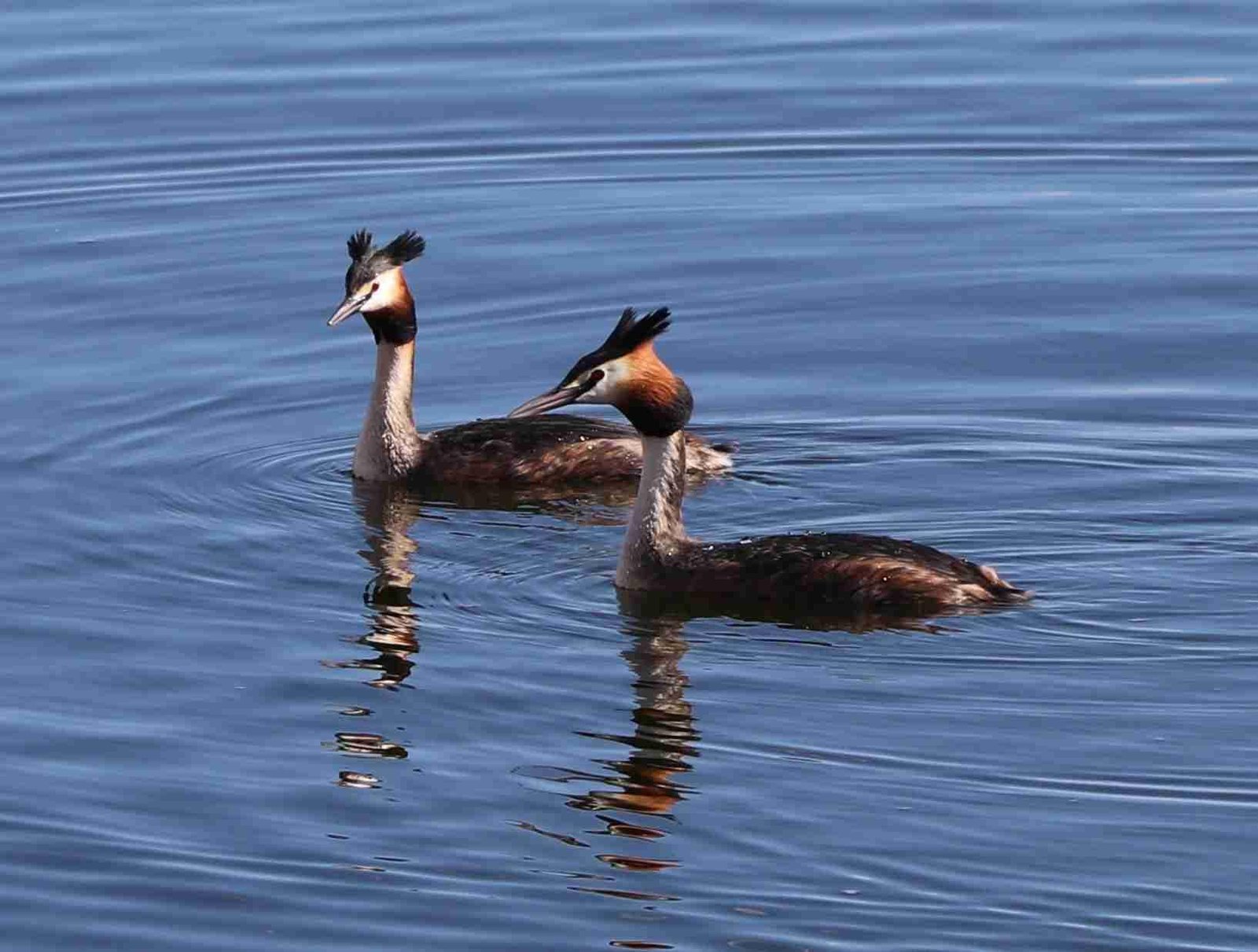 Great Crested Grebe Pair