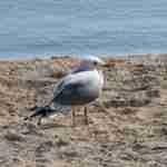 Herring Gull
