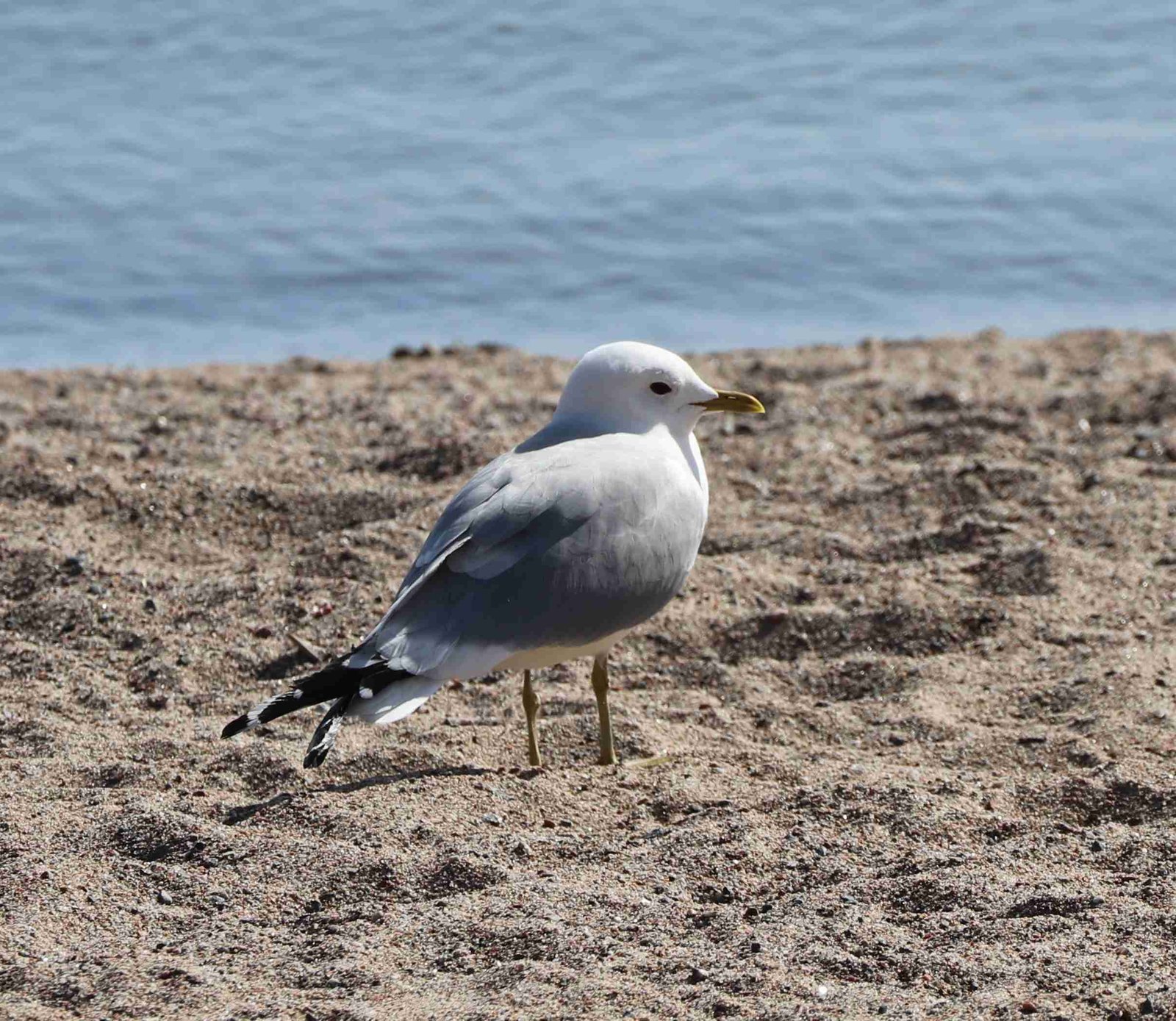 Herring Gull