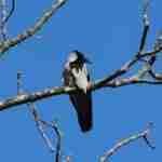 Hooded Crow