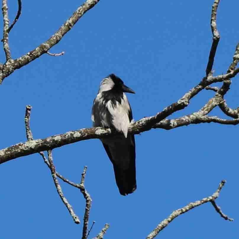 Hooded Crow