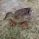 Mallard Female Duck