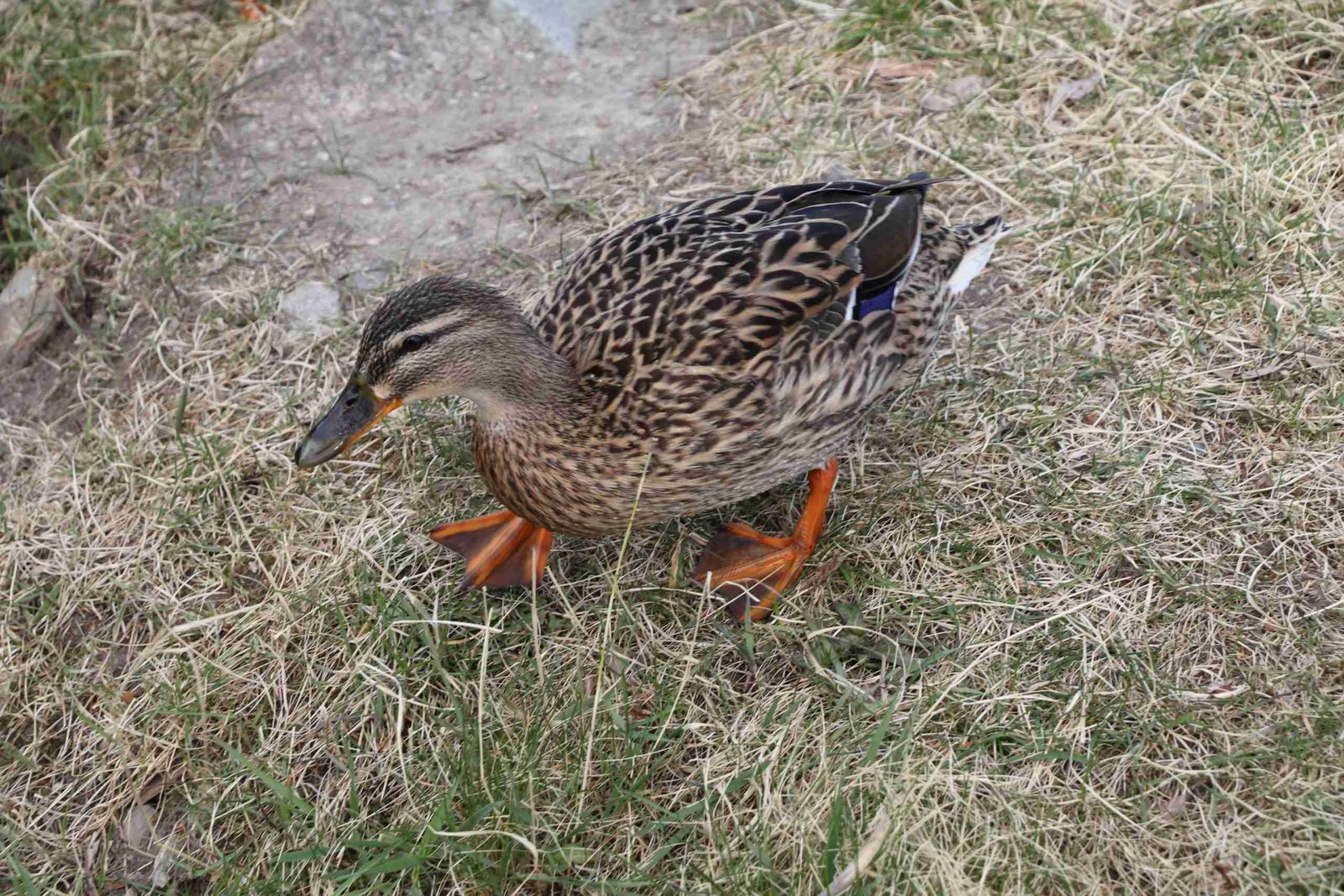 Mallard Female Duck