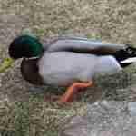 Mallard Male Duck