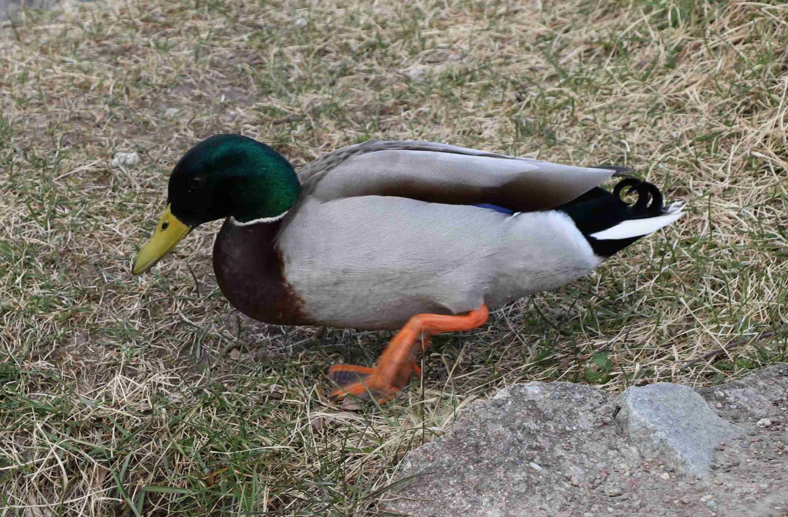 Mallard Male Duck