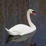 Mute Swan