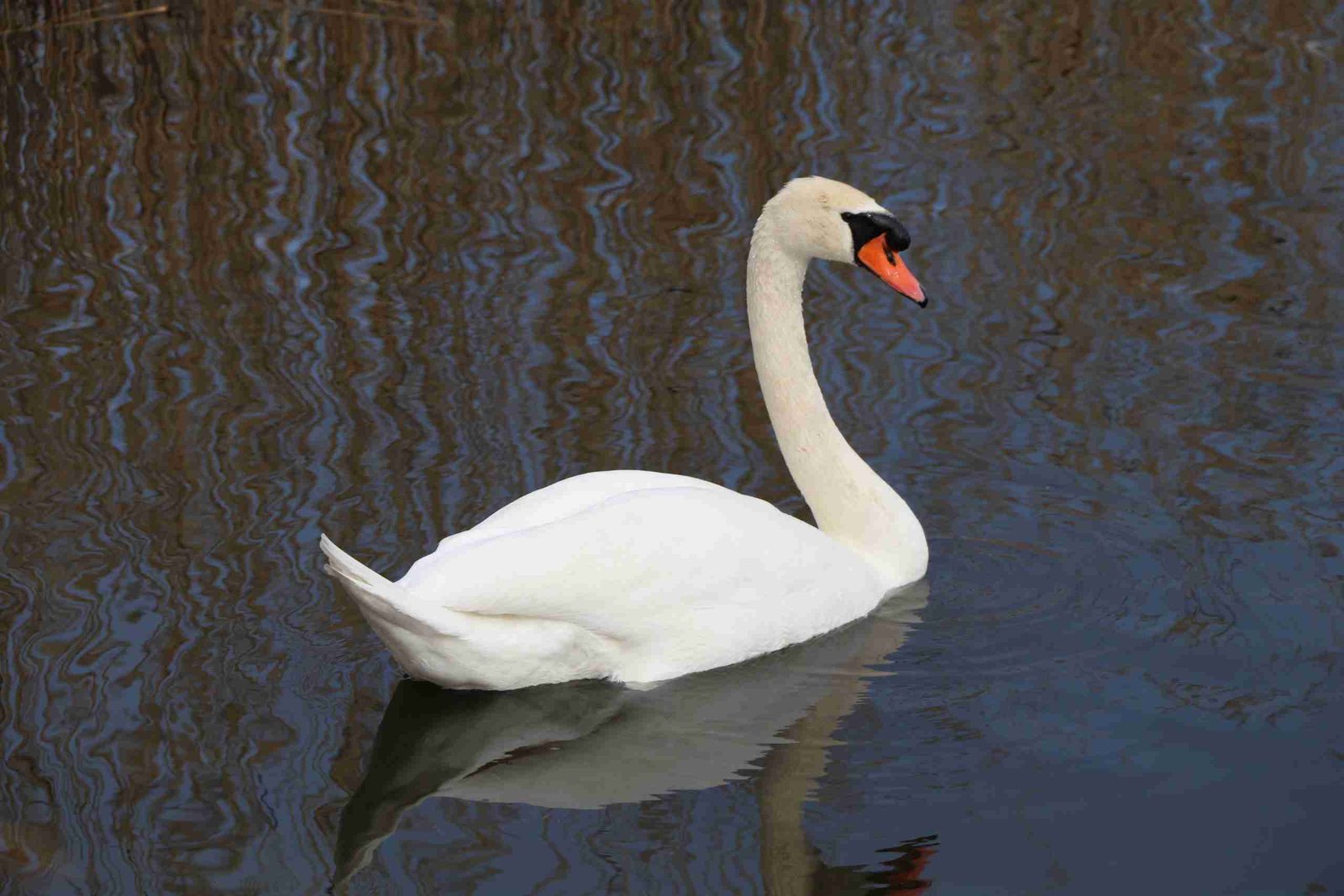 Mute Swan
