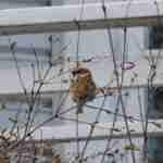 Sand Martin