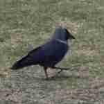 Western Jackdaw