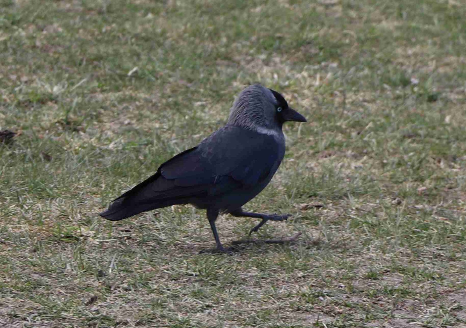 Western Jackdaw