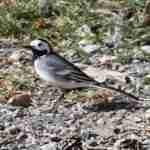 White Wagtail