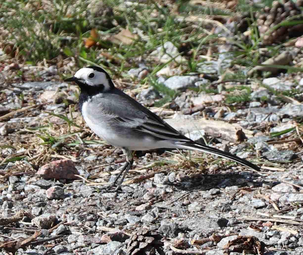 White Wagtail
