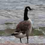 Canada Goose Photo