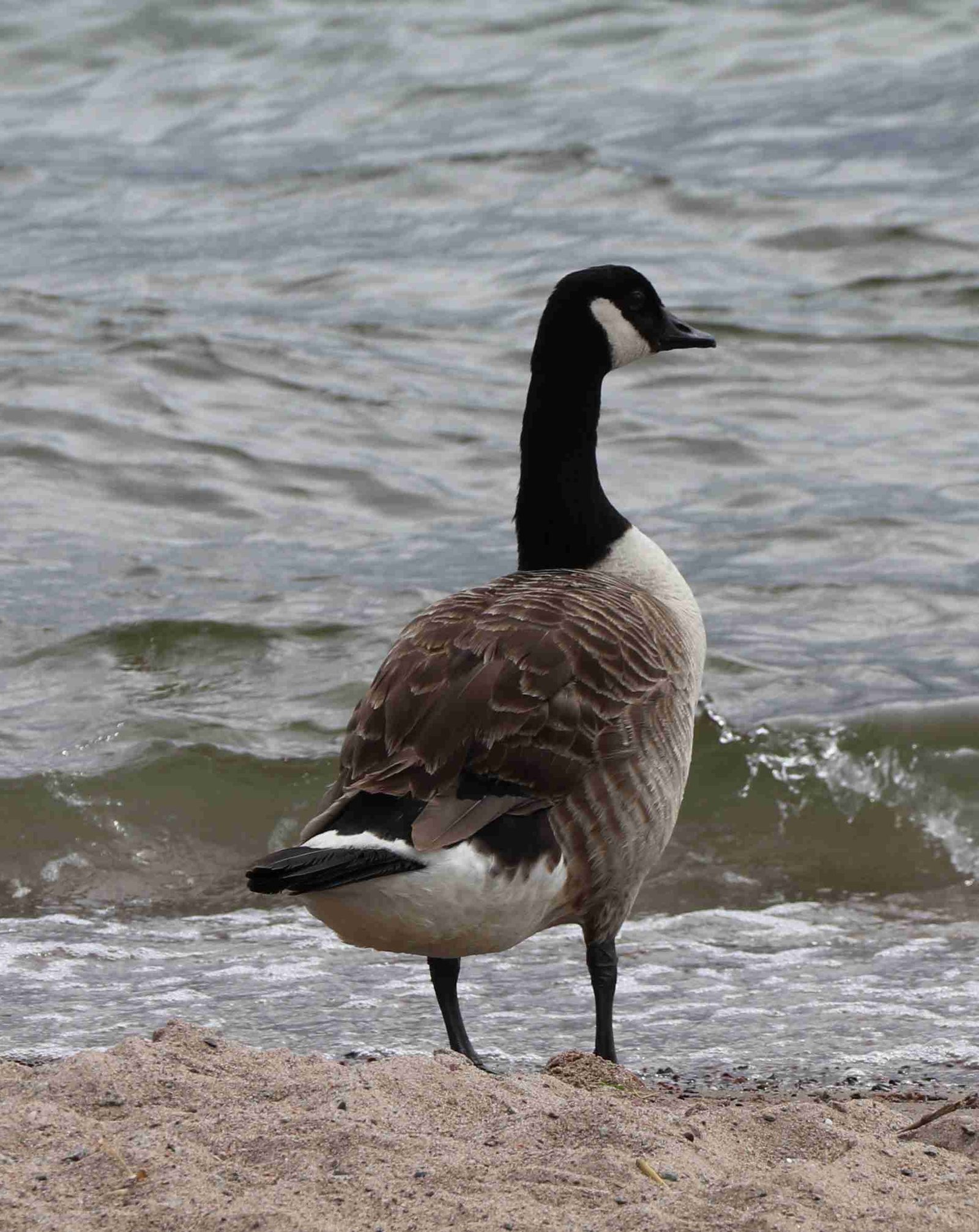 Canada Goose Photo