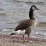 Canada Graylag Hybrid