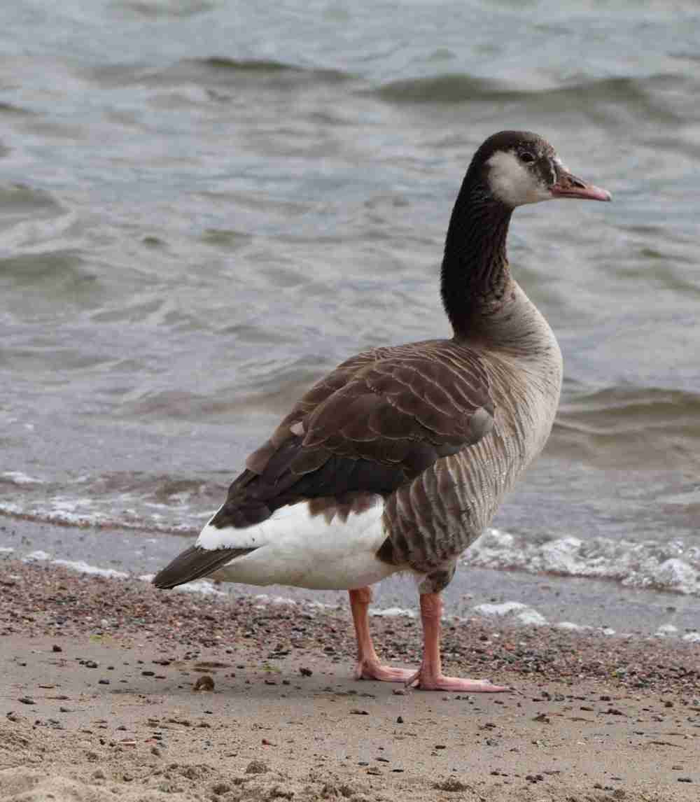 Canada Graylag Hybrid