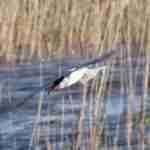 Common Tern