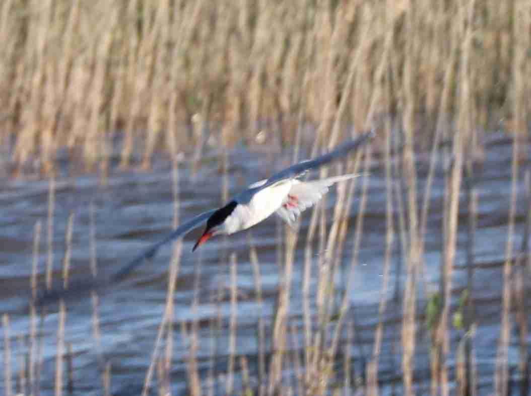 Common Tern