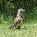 Fieldfare